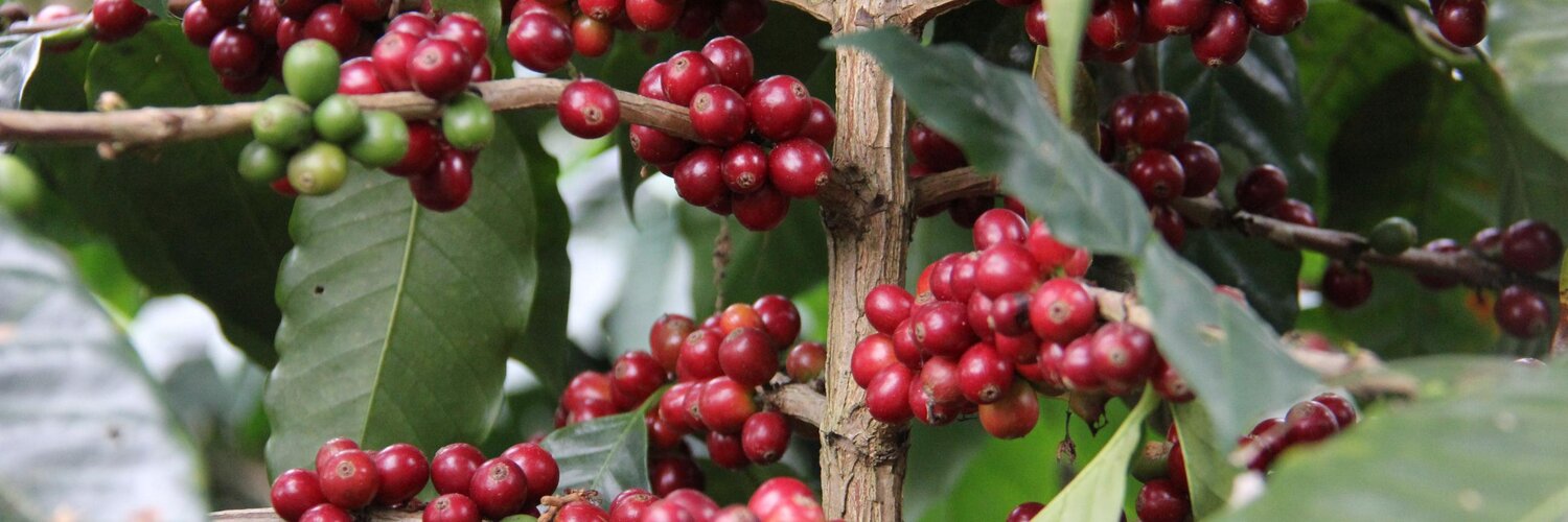 El fruto del café de Starbucks Aecoc